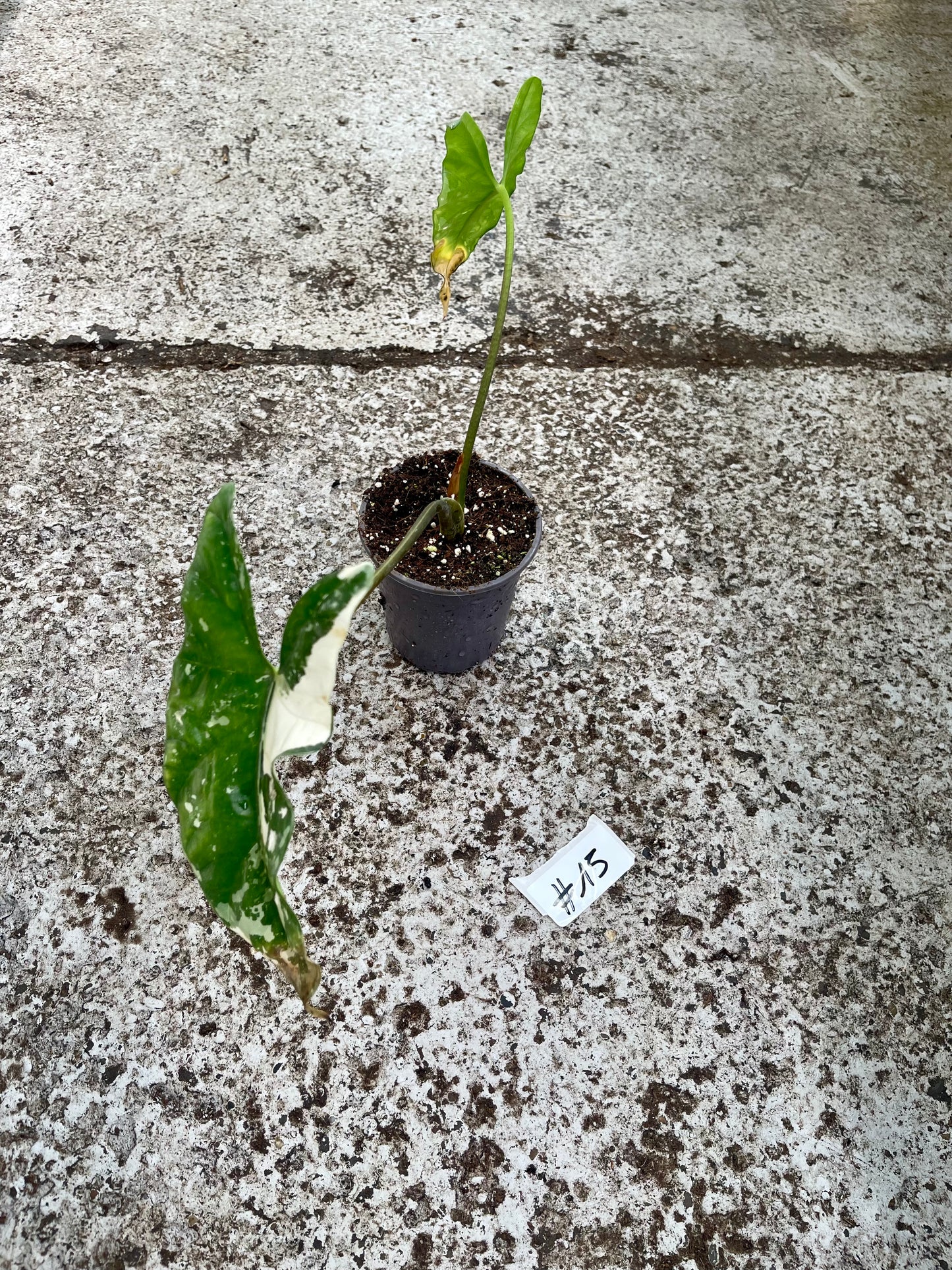 PLANTE A SAUVER