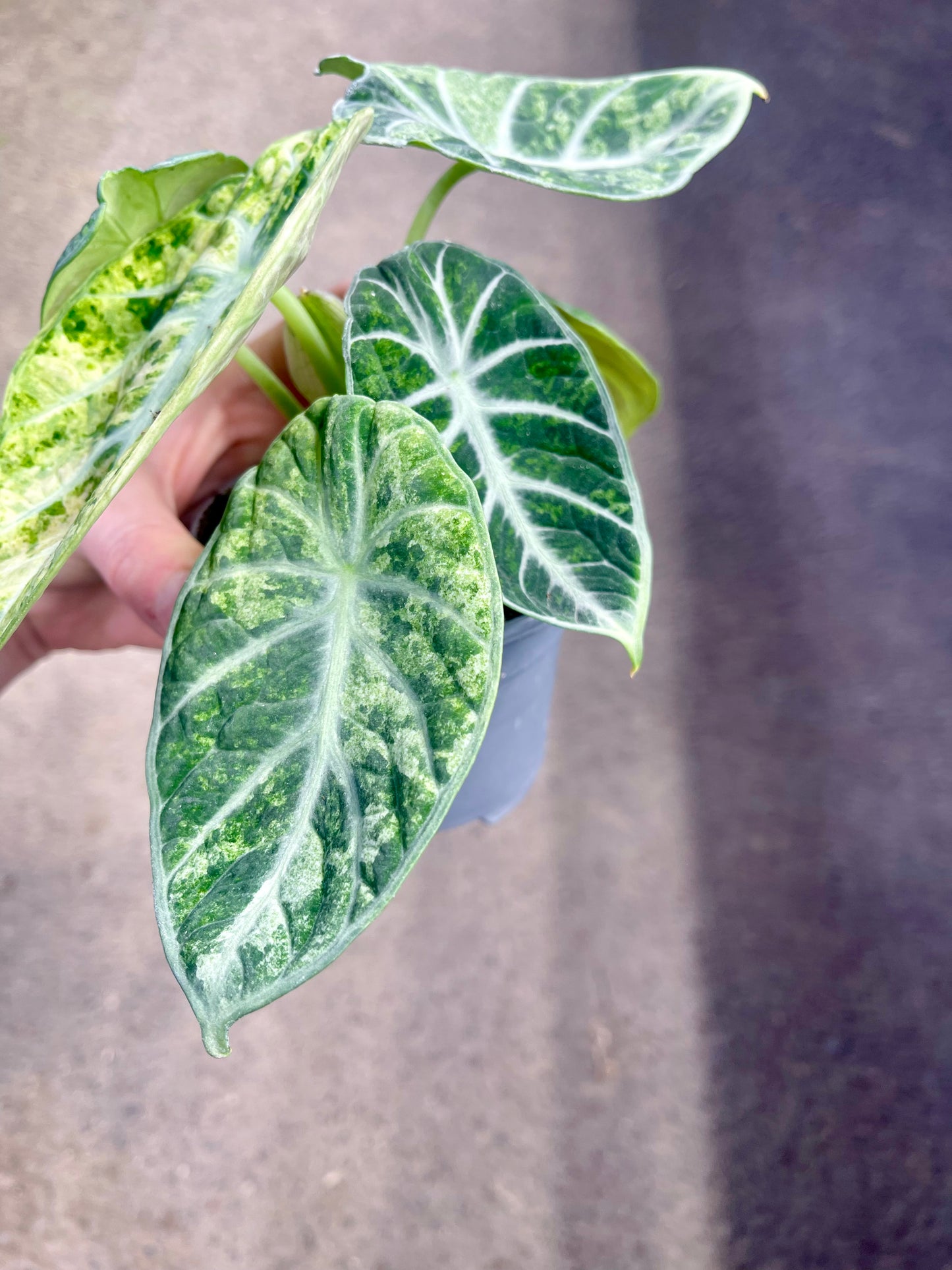 ALO.CASIA NINJA TRICOLOR PINK