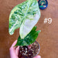 Alocasia nairobi nights variegata S NEW