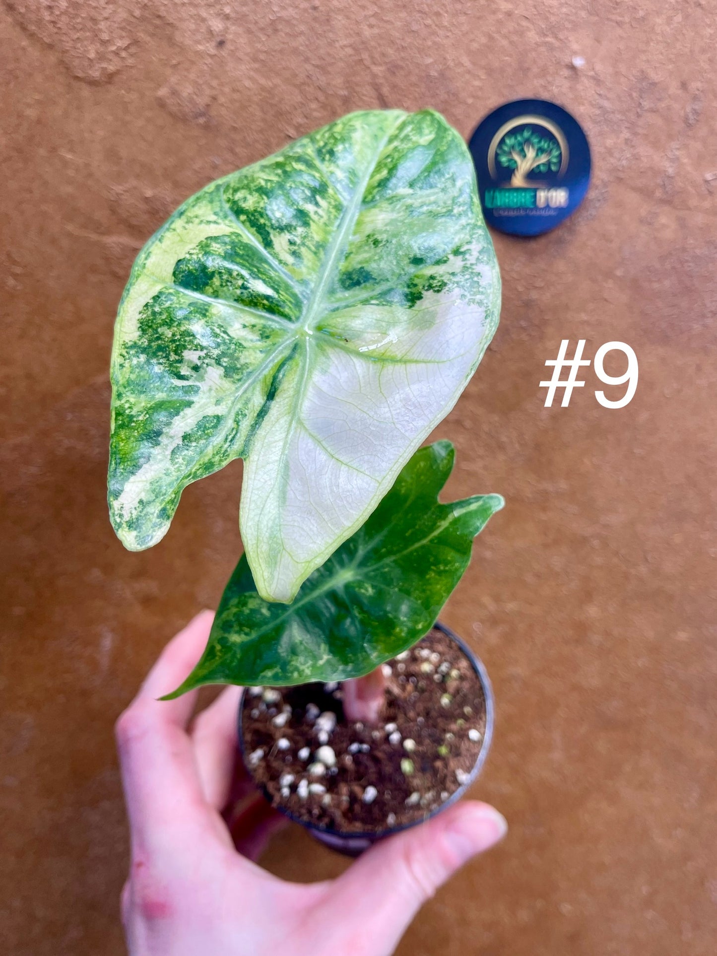 Alocasia nairobi nights variegata S NEW