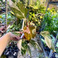 Philodendron red anderson M NEW