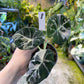 ALOCASIA BLACK VELVET PINK VARIEGATA M