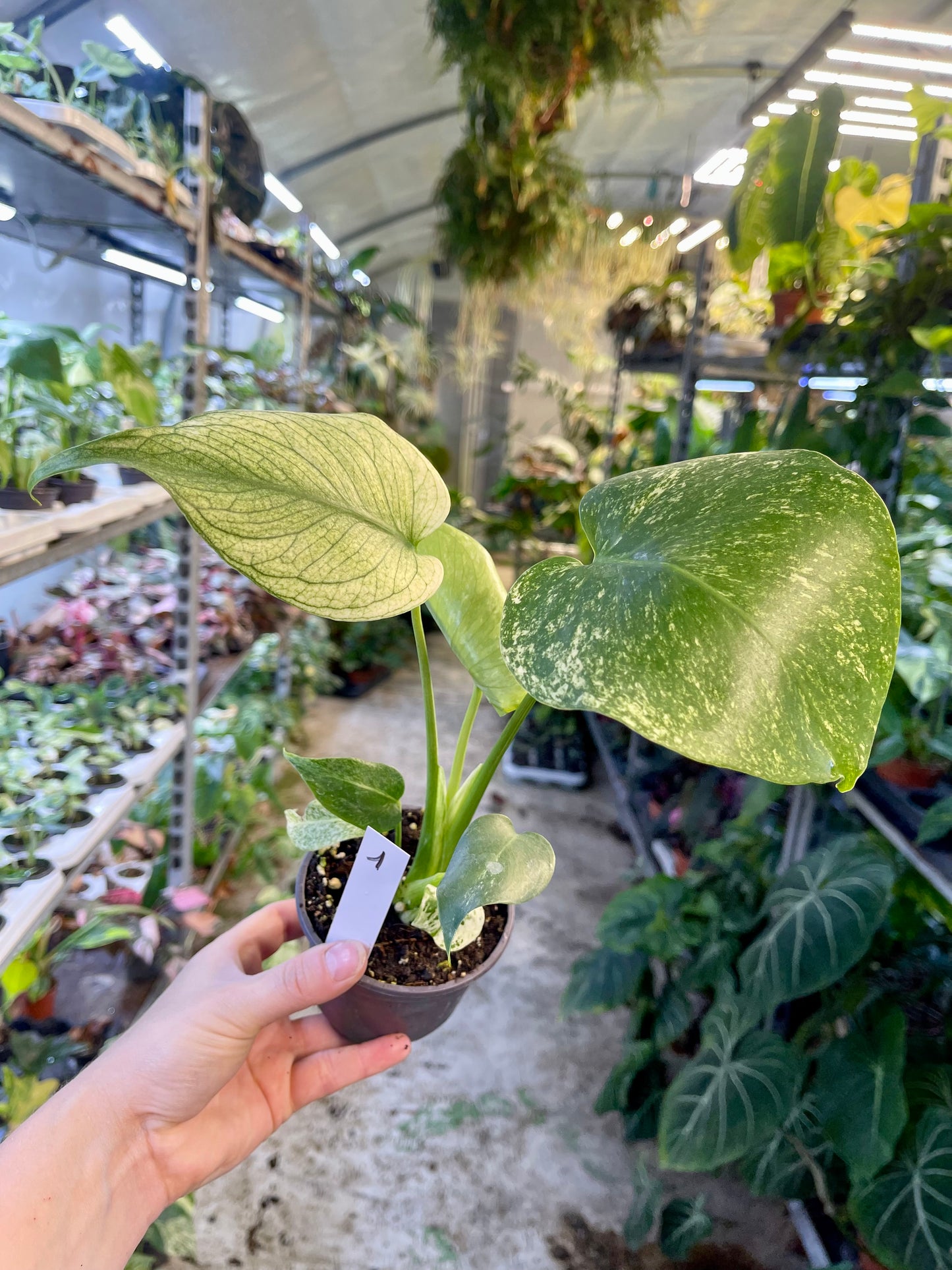 MONSTERA WHITE MONSTER M NEW