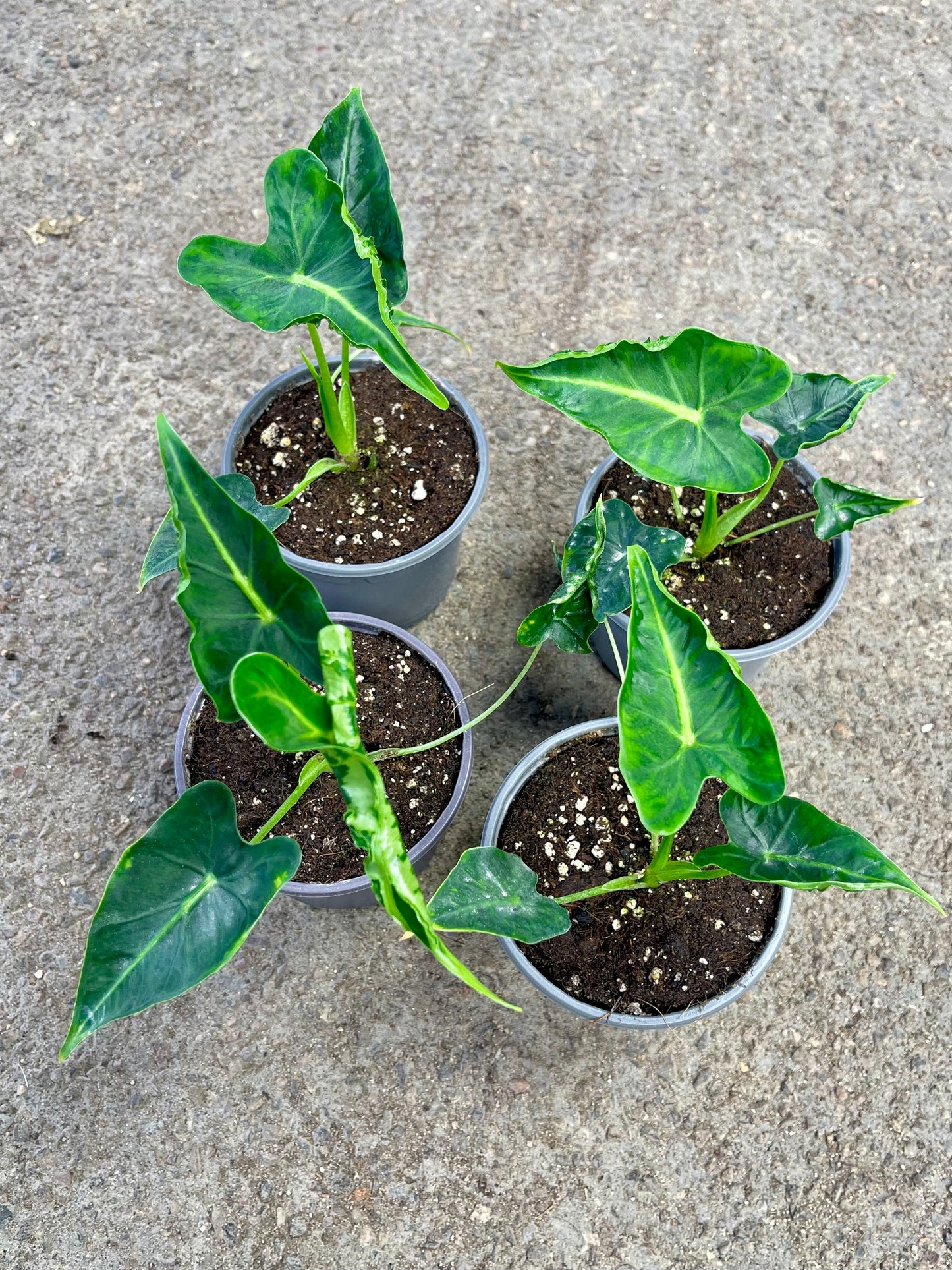 ALOCASIA FRYDEK TATTOO NEW