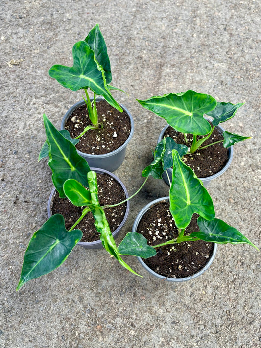 ALOCASIA FRYDEK TATTOO NEW