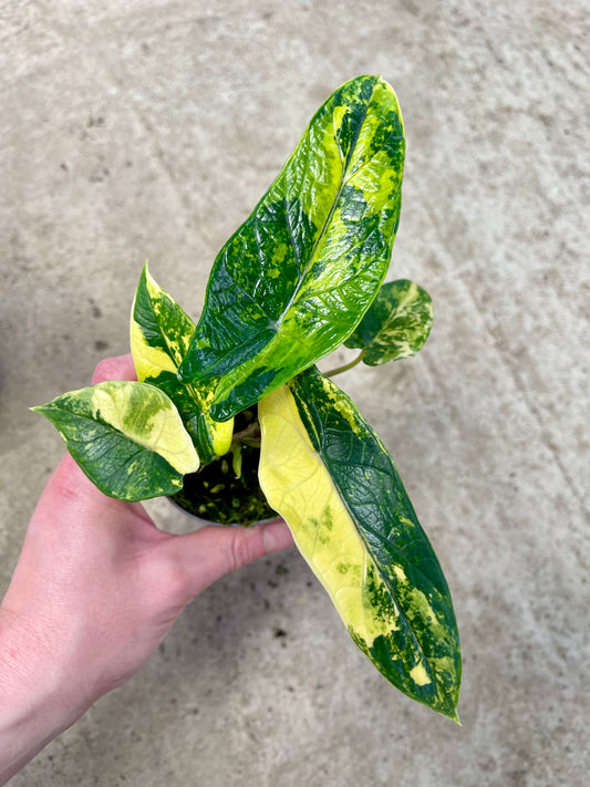 ALO.CASIA SCALPRUM AUREA VARIEGATA (2 plantes)