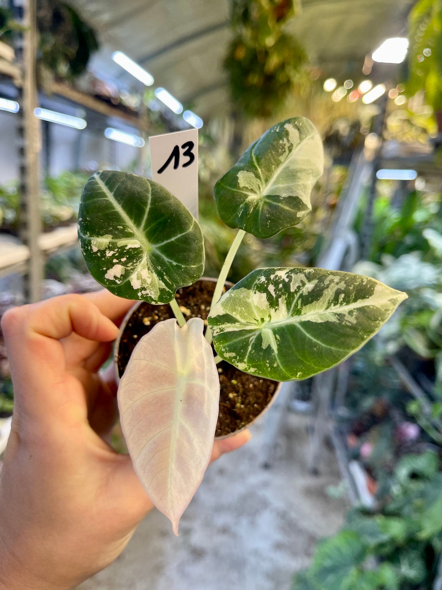 ALOCASIA BLACK VELVET VARIEGATA PINK S NEW