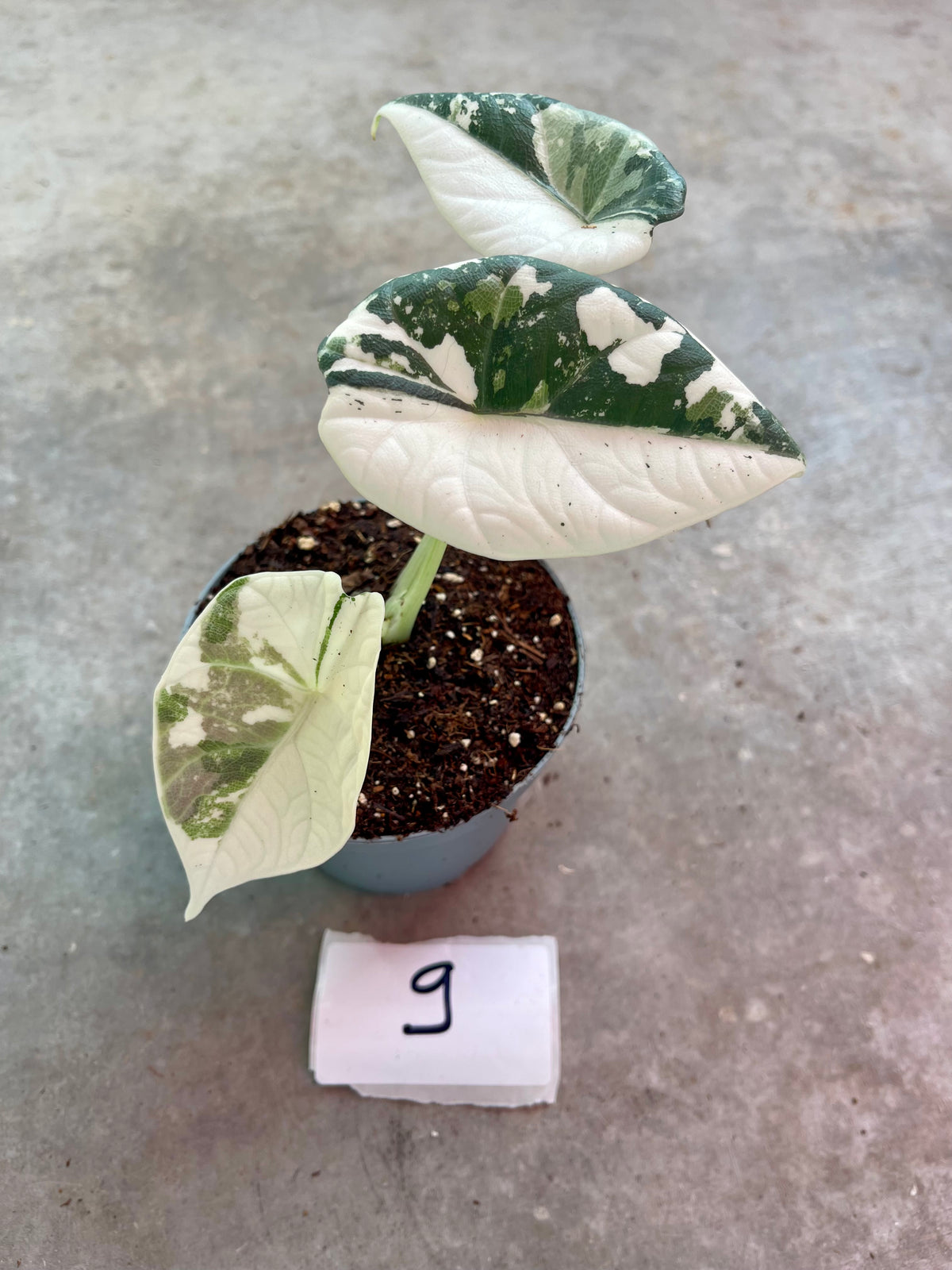ALOCASIA MAHARANI ALBO VARIEGATA