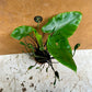 Alocasia flying squid & alocasia black stem mix