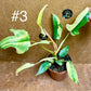 Philodendron florida beauty effet mint