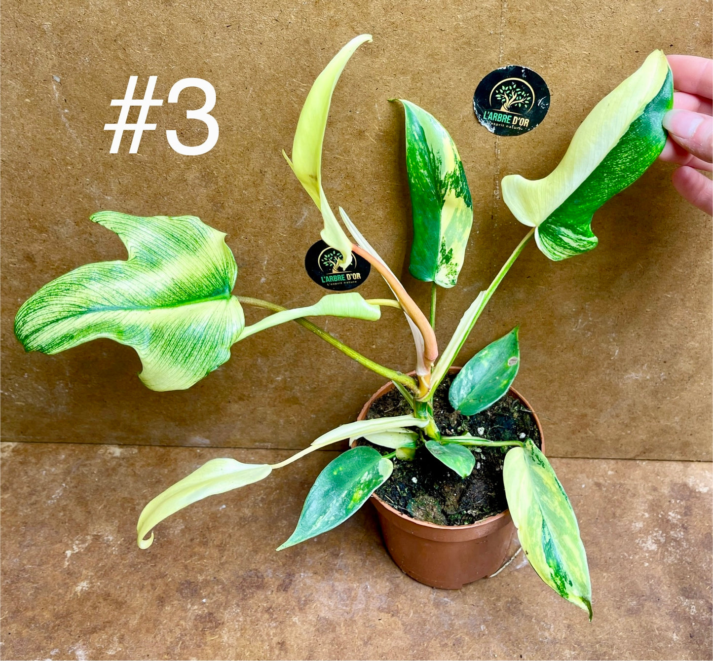 Philodendron florida beauty effet mint