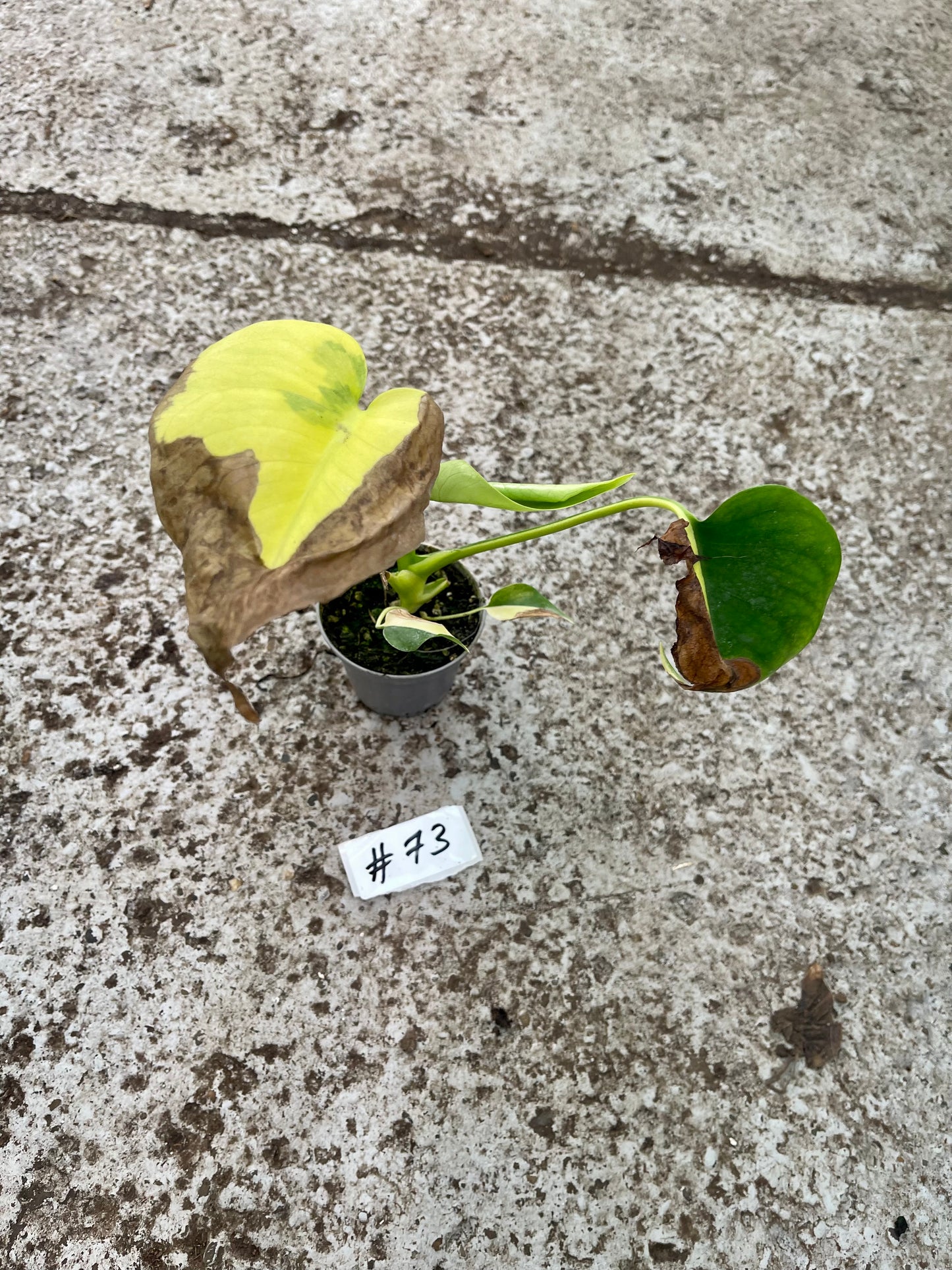PLANTE A SAUVER