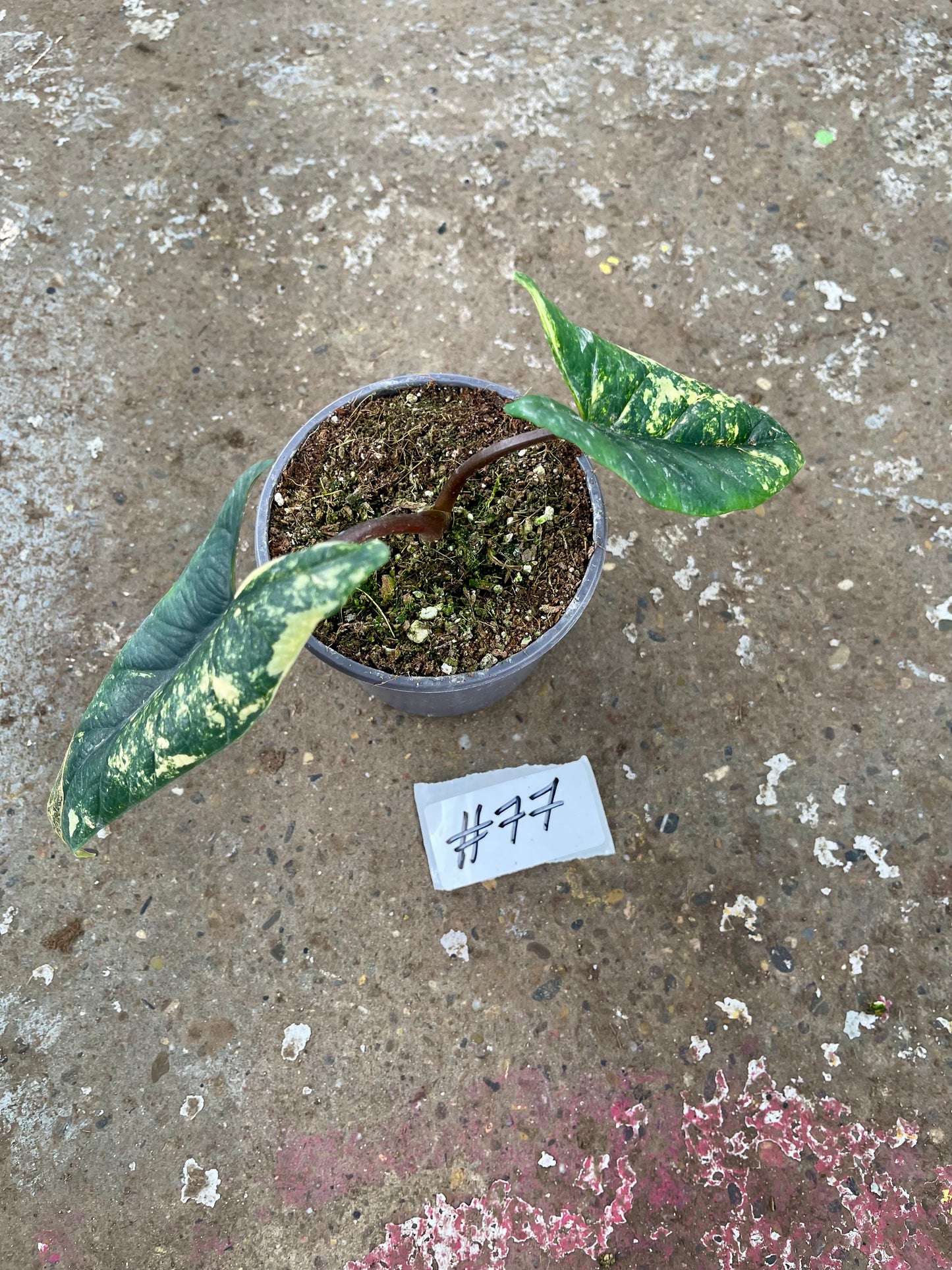 PLANTE A SAUVER