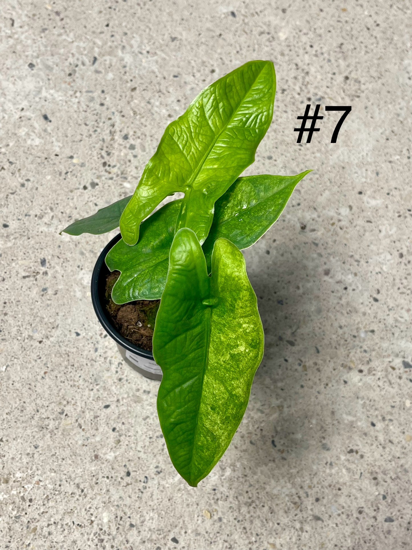 ALOCASIA GREEN CARPET VARIEGATA NEW