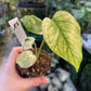 MONSTERA MINT WHITE MONSTER S NEW