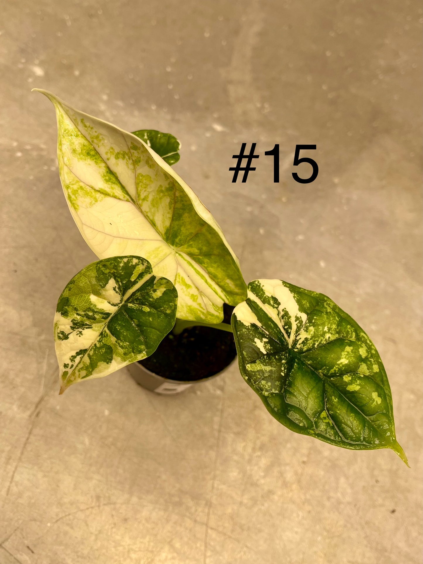 ALOCASIA DRAGON SCALE ALBO VARIEGATA  S