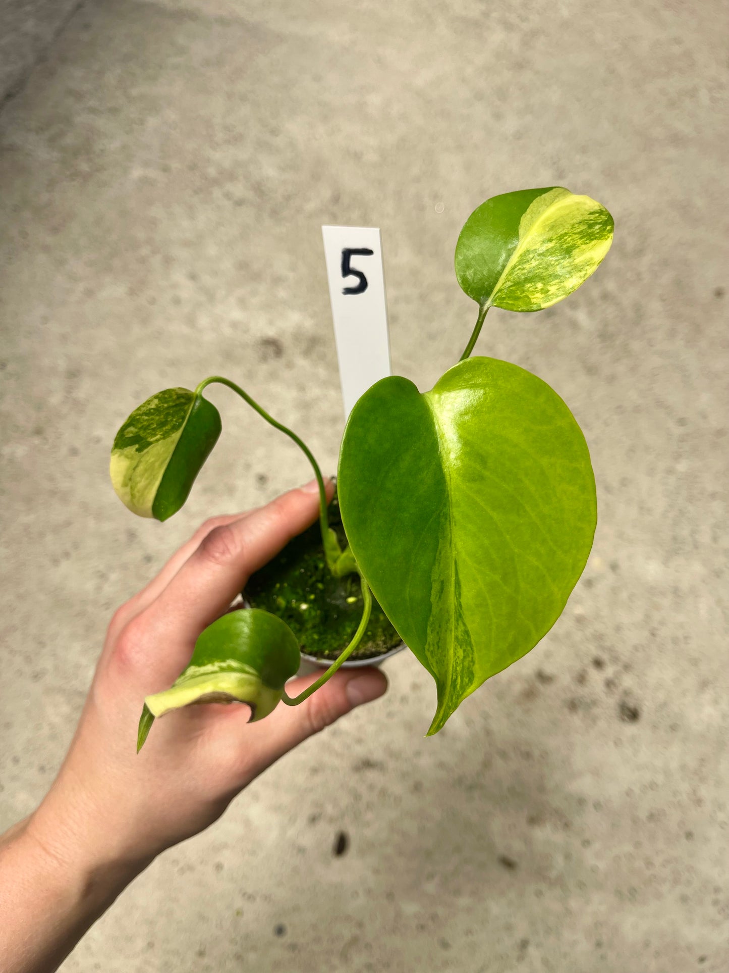 Monstera deliciosa Yellow Marilyn Variegata S NEW