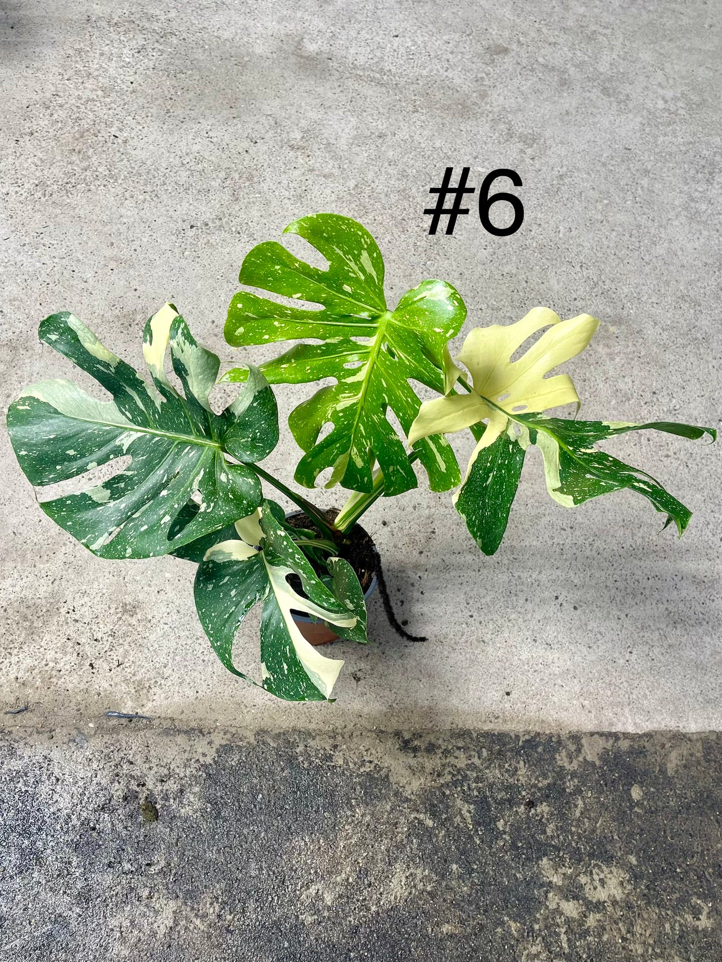 Monstera deliciosa thai constellation XL