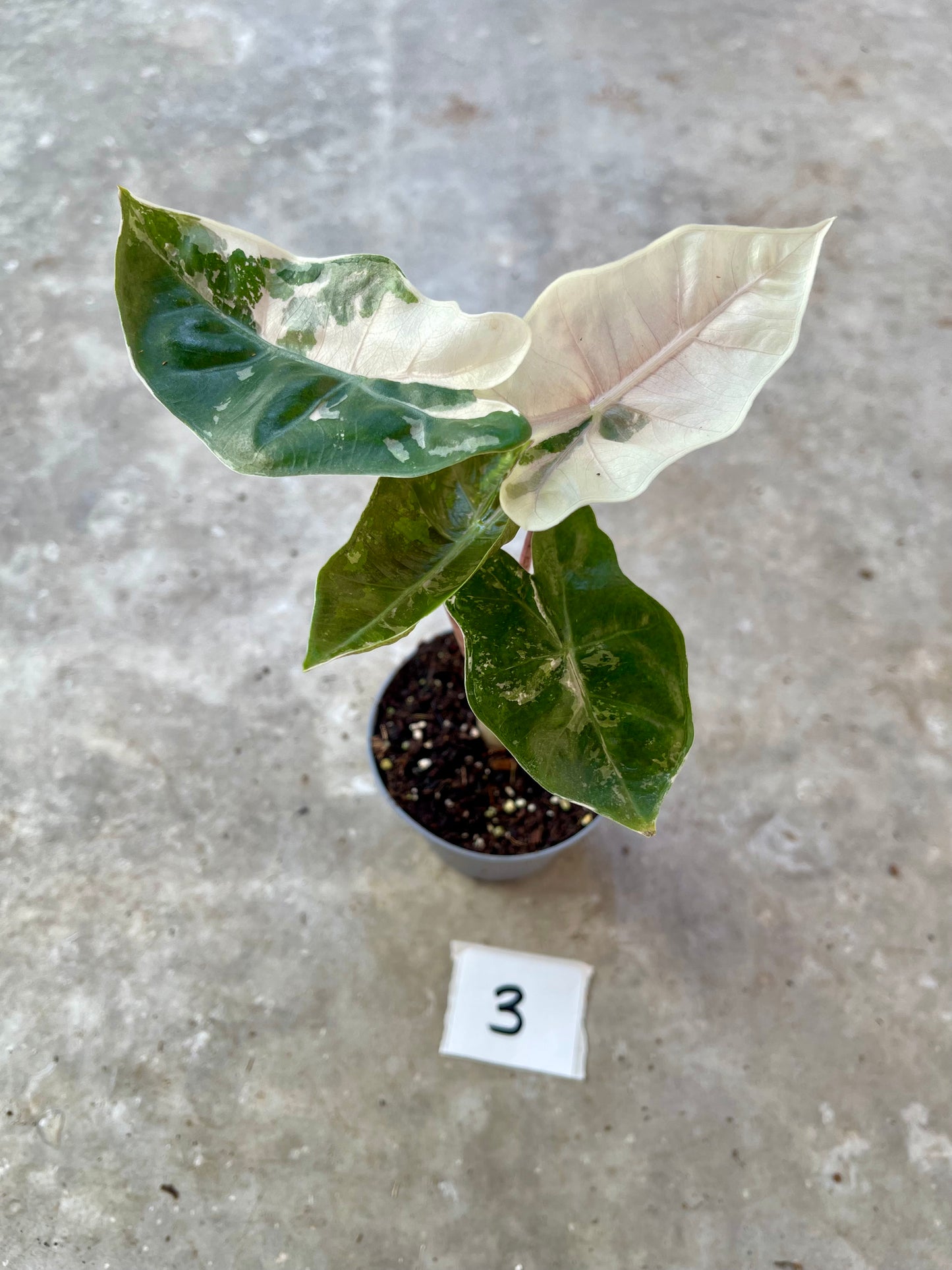 Alocasia pseudo sanderiana pink variegata
