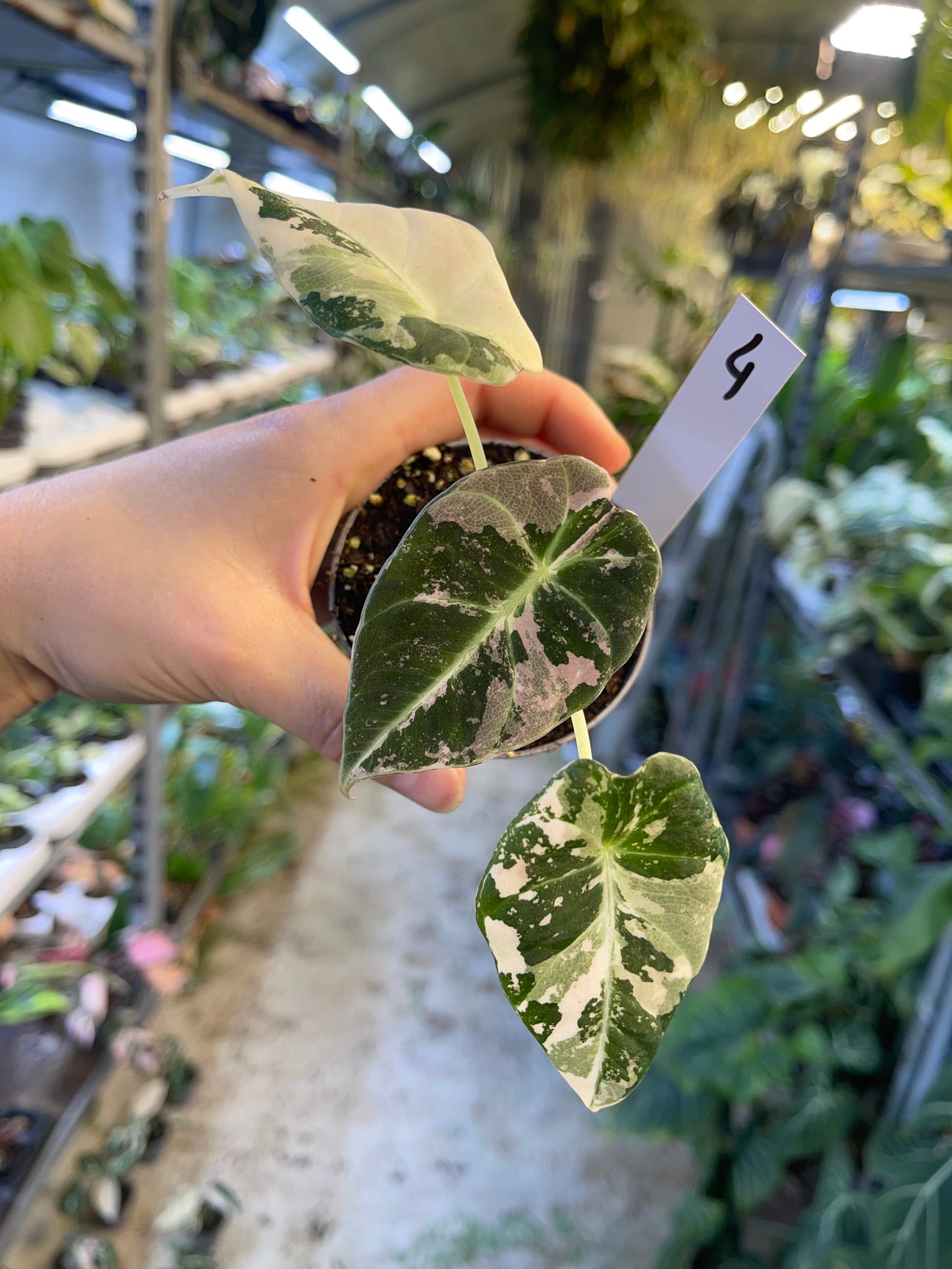 ALOCASIA BLACK VELVET VARIEGATA PINK S NEW