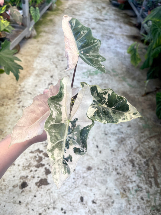 Alocasia pseudo sanderiana pink variegata