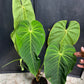 Anthurium queremalense