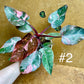 Philodendron pink princess marble galaxy