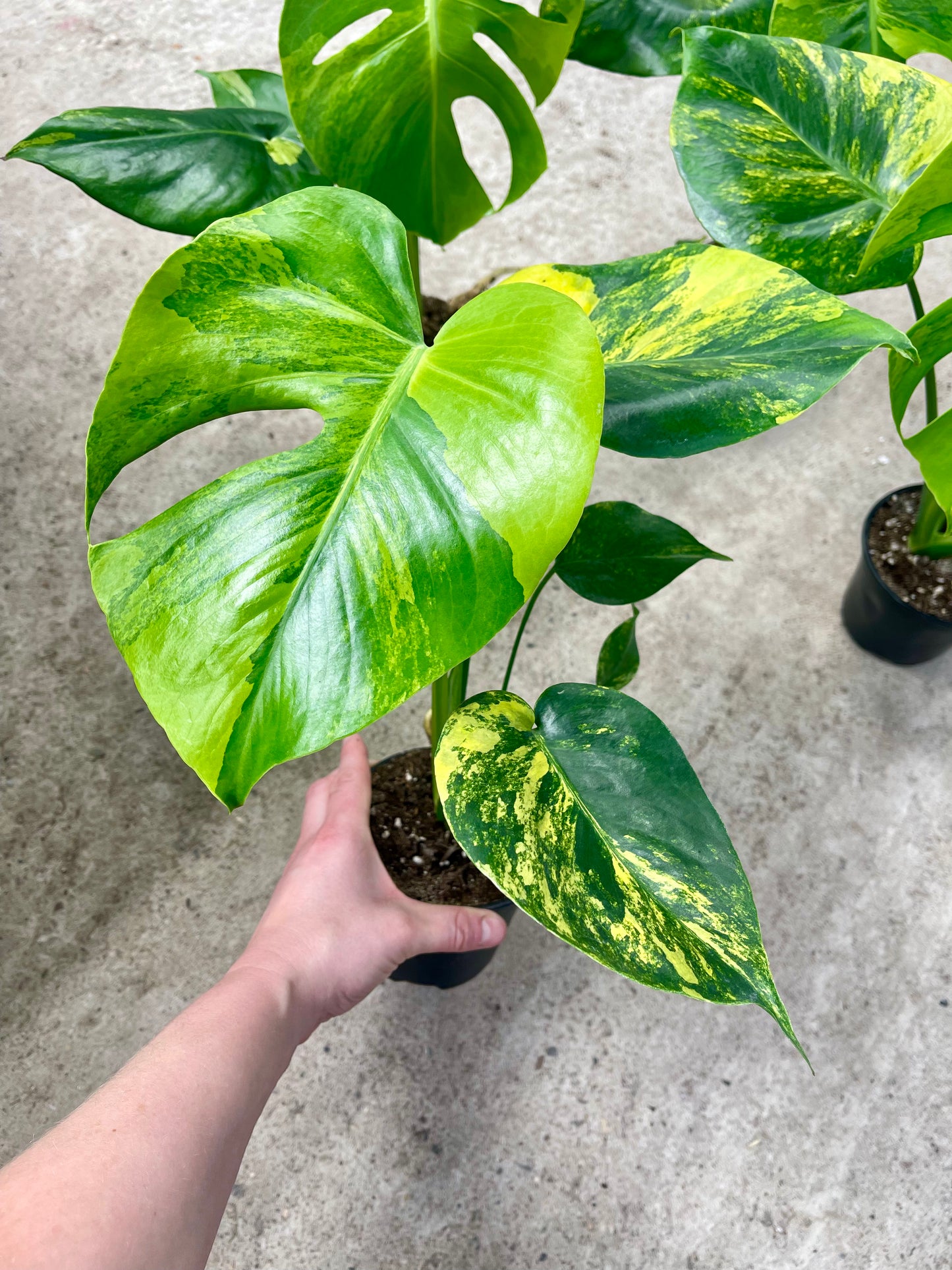 Monstera deliciosa Yellow Marilyn Variegata M/L NEW