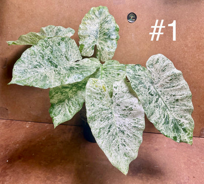 Alocasia macrorrhiza splash variegata taille XL