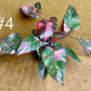 Philodendron pink princess marble galaxy
