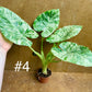 Alocasia odora batik