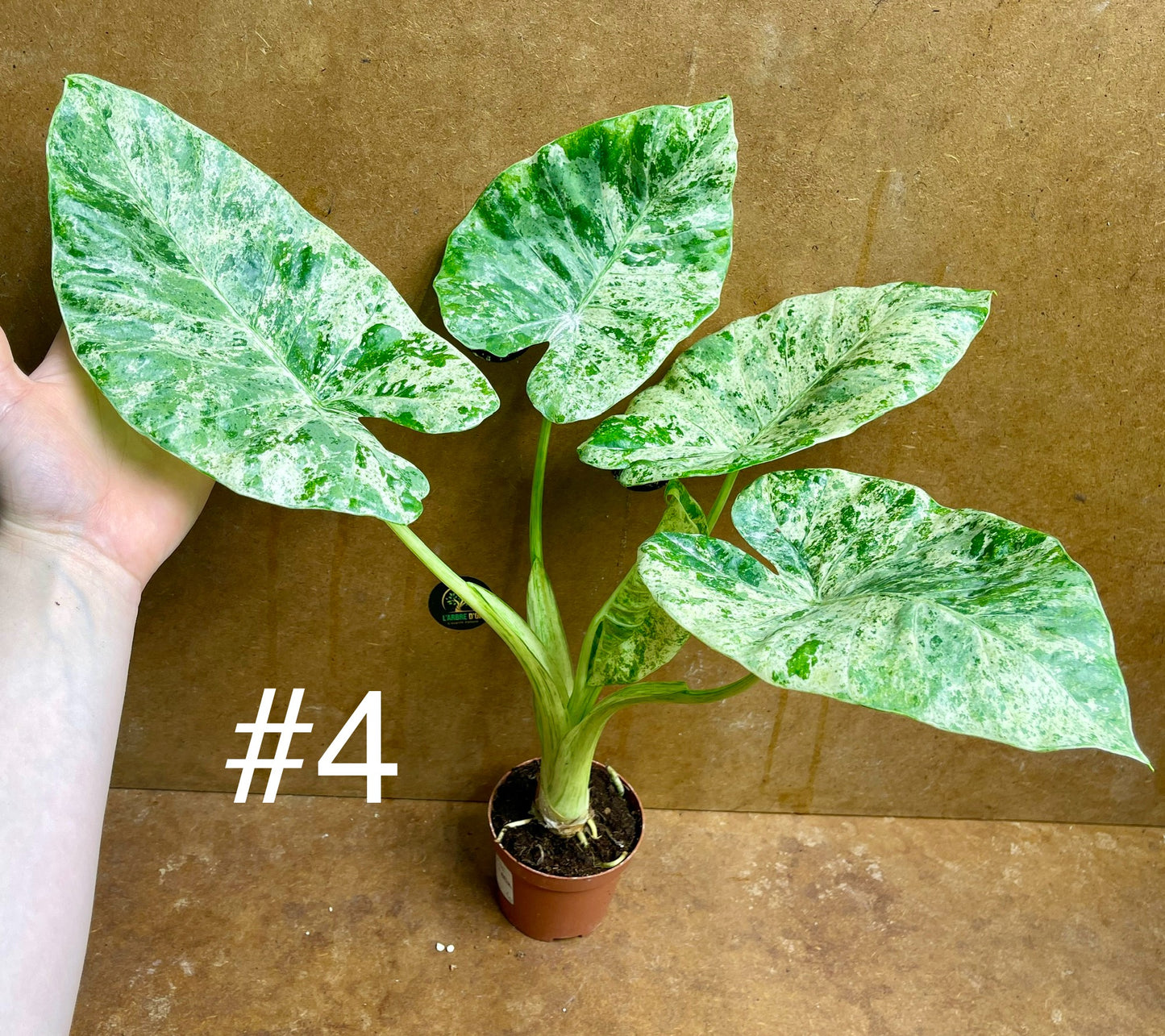 Alocasia odora batik