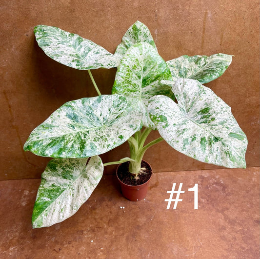 Alocasia odora batik