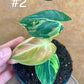 Philodendron melanochrysum variegata