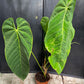 Anthurium queremalense