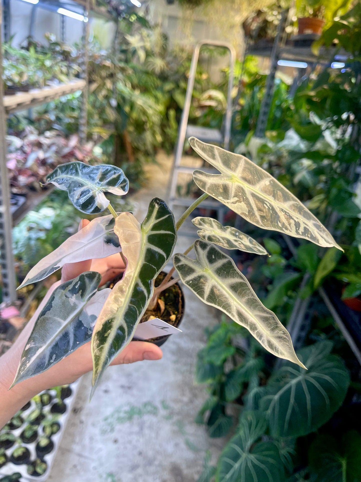 ALOCASIA BAMBINO PINK NEW