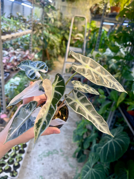 ALOCASIA BAMBINO PINK NEW