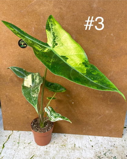 Alocasia longiloba albo variegata