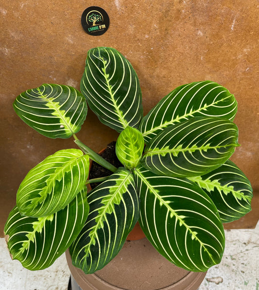 Maranta lemon lime
