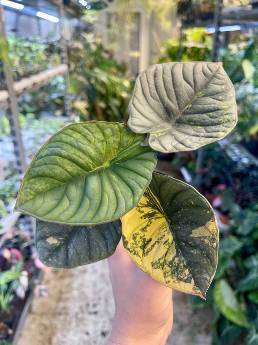 Alocasia silver nebula variegata NEW