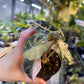 ALOCASIA AMAZONICA TRICOLOR