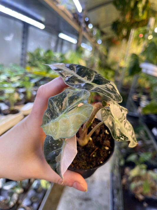 ALOCASIA AMAZONICA TRICOLOR
