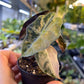 ALOCASIA AMAZONICA TRICOLOR