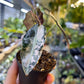 ALOCASIA AMAZONICA TRICOLOR