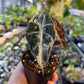 ALOCASIA AMAZONICA TRICOLOR