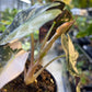 ALOCASIA AMAZONICA TRICOLOR