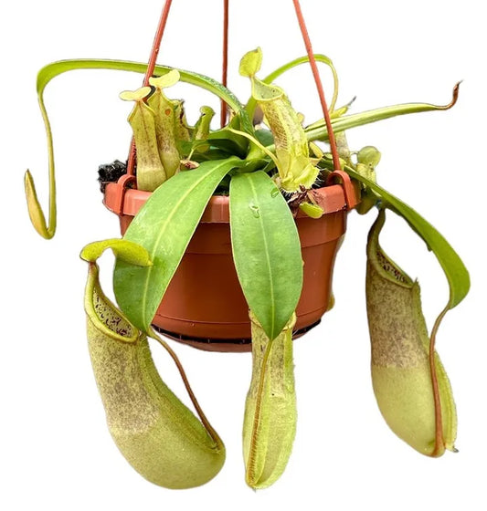 Nepenthes Loes