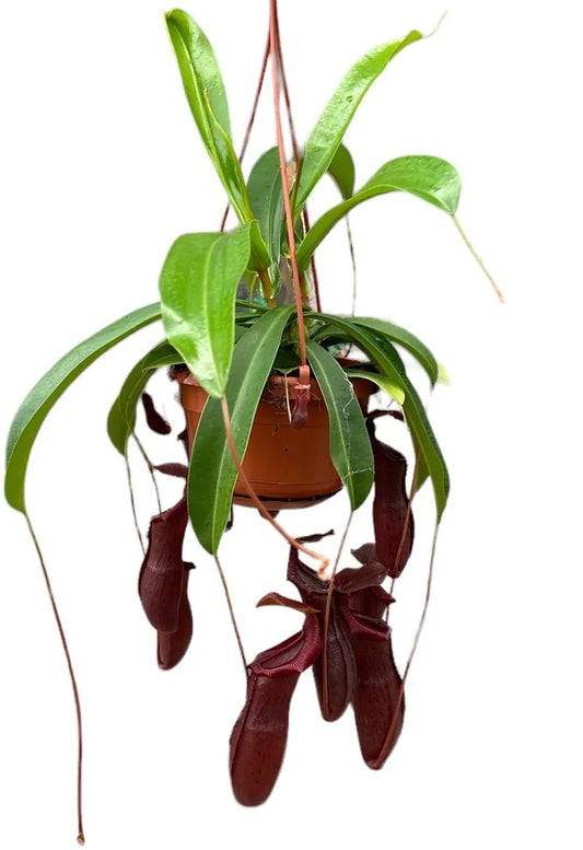 Nepenthes bill
