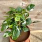 Philodendron white princess M