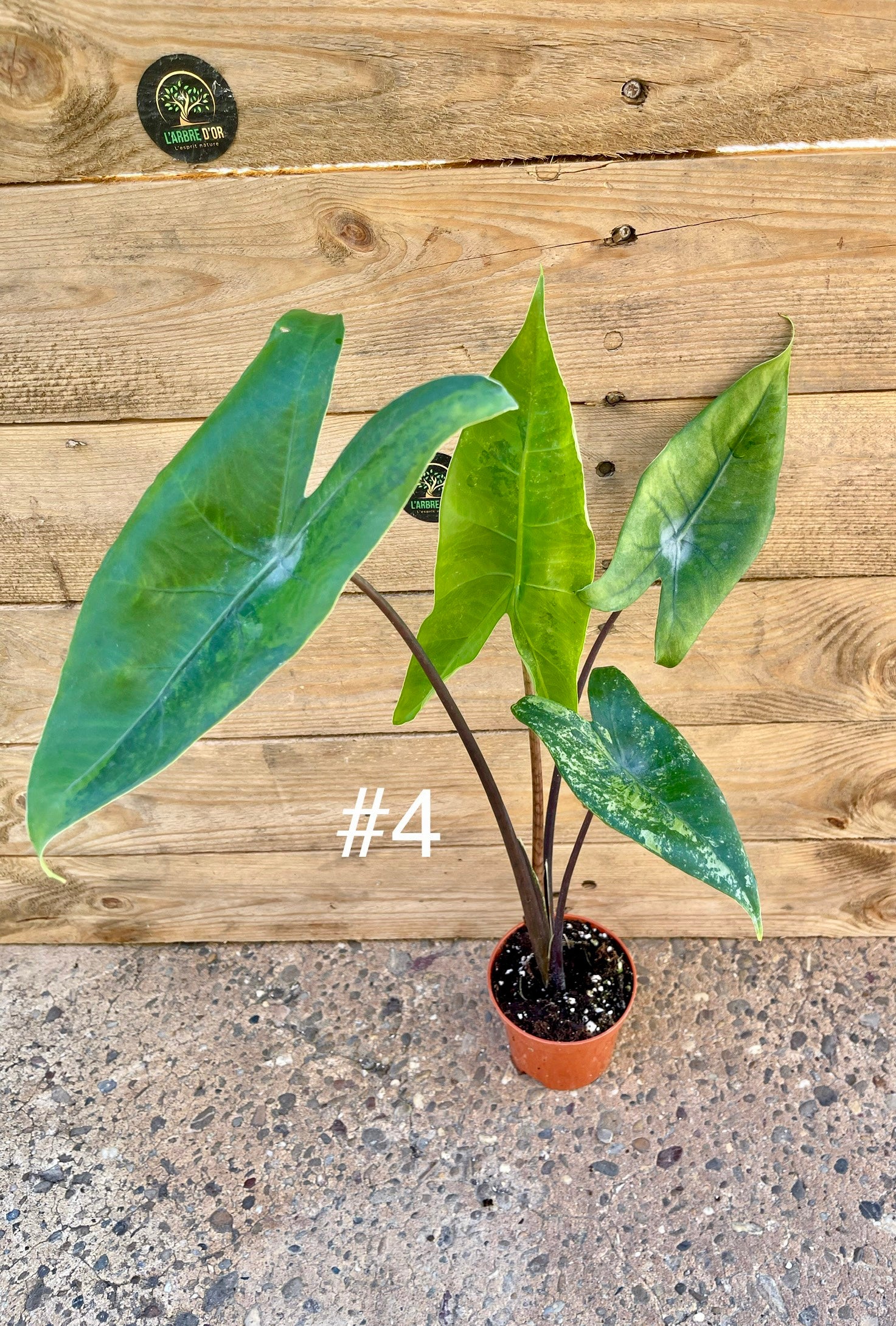 Alocasia zebrina black stem variegata – L'arbre D'or 67